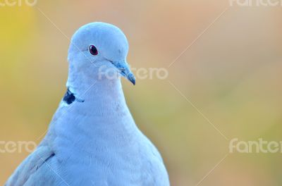 pigeon pigeon