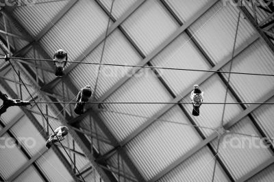 Pigeons under the tin roof