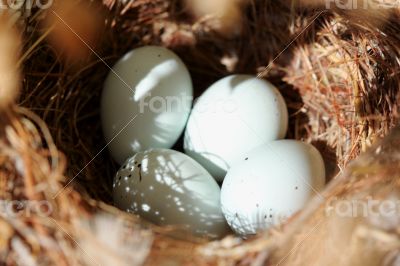 Bird Eggs