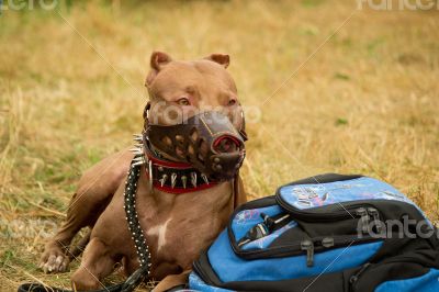 Large pedigreed dog guarding the things of the owner.