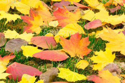 Fallen red leaves of aspen on a background of green moss on the 