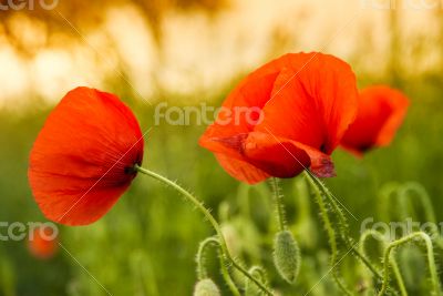 Poppies Poppies