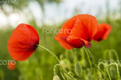 Poppies