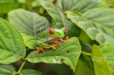 Red eyed tree frog