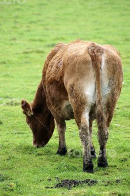 Grazing Cow