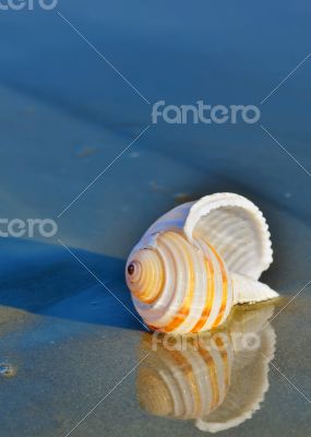 seashell on the seashore