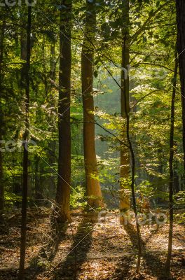 Forest in autumn