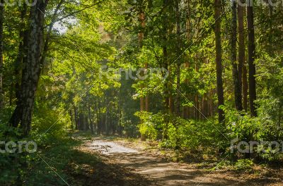 Forest in autumn