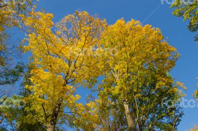 Forest in autumn