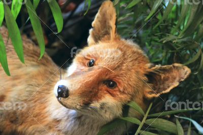 Stuffed red fox in the grass and trees