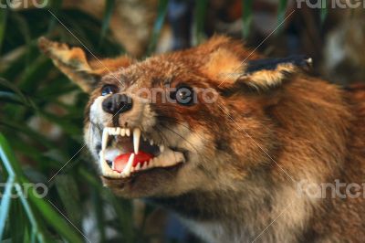 Stuffed red fox in the grass and trees