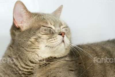 Gray cat with yellow eyes lying on the table. Gray cat with yellow eyes lying on the table.