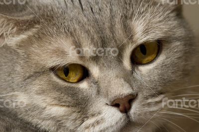 Gray cat with yellow eyes lying on the table.