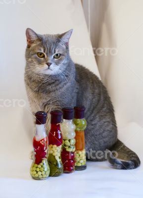 Gray cat with yellow eyes near decorative bottles with canned ve