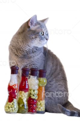 Gray cat with yellow eyes near decorative bottles with canned ve Gray cat with yellow eyes near decorative bottles with canned ve