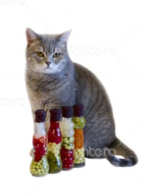 Gray cat with yellow eyes near decorative bottles with canned ve
