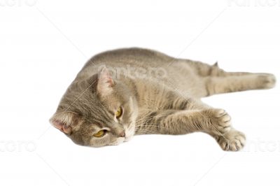 Gray cat with yellow eyes lying on the table.