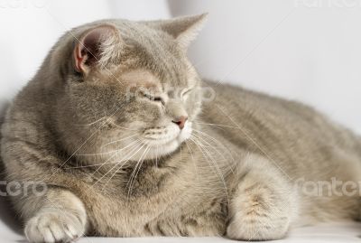 Gray cat with yellow eyes lying on the table.