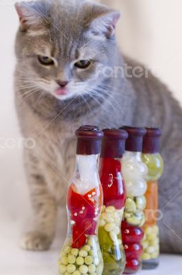 Gray cat with yellow eyes near decorative bottles with canned ve