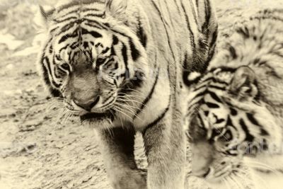 Siberian Tiger Siberian Tiger