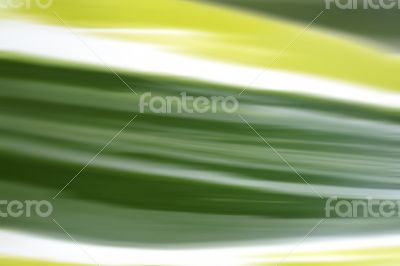 Grass leaf abstract 