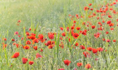 Field with Poppies