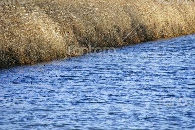 At a pond