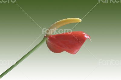 Isolated Anthurium