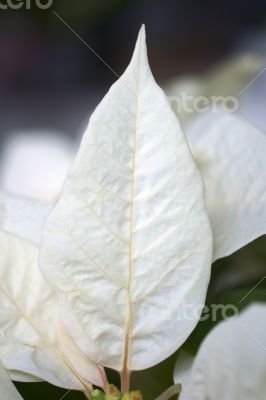 Leaf of the poinsettia