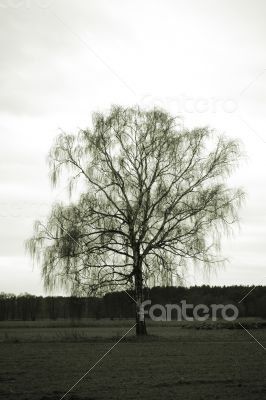 Birch in a field