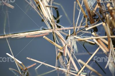 Pond Closeup with reed