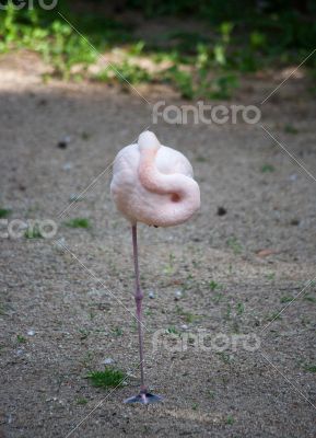 Flamingo