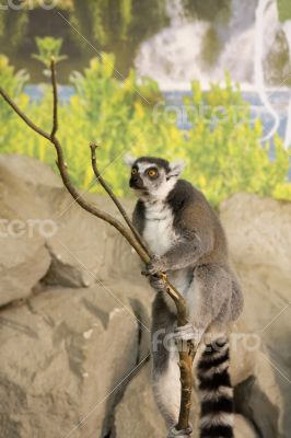 lemur