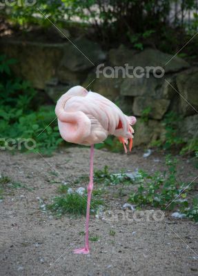 Flamingo