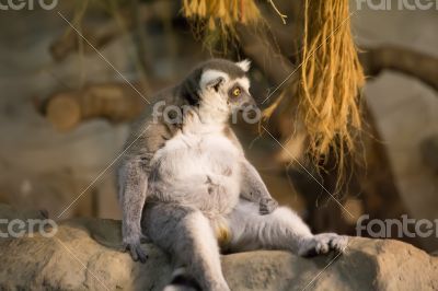 lemur