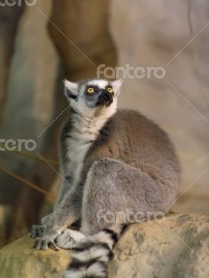 lemur