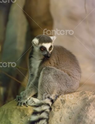 lemur