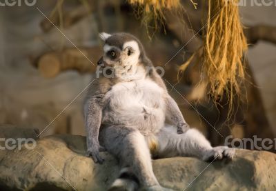 lemur