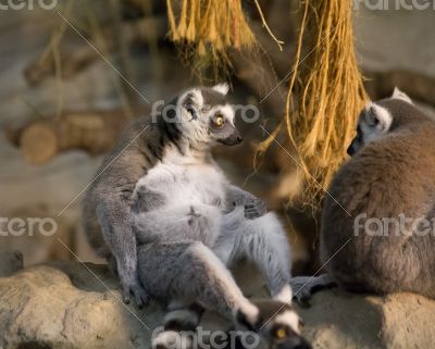 lemur