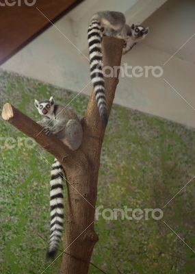 lemur