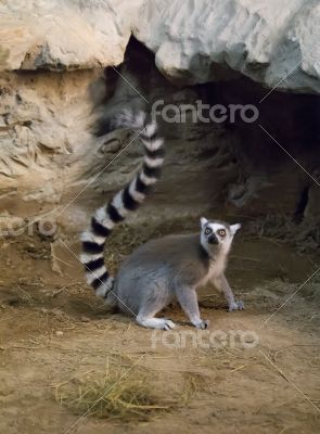 lemur