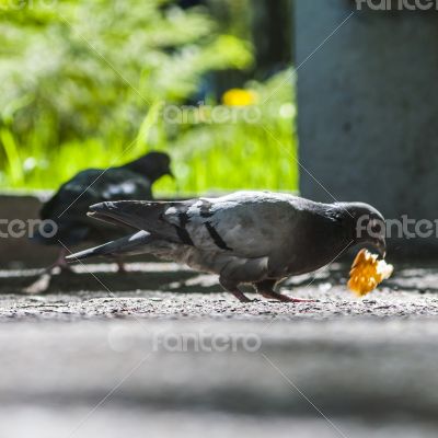 pigeon eating bread crumbs