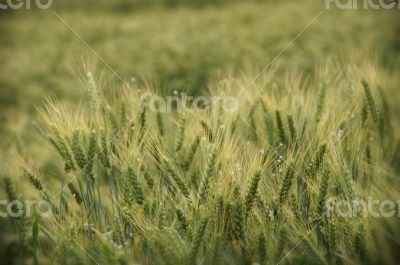 Wheat field