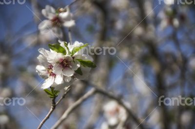 Bush of blossoms Bush of blossoms
