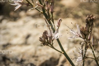 Hill flowers