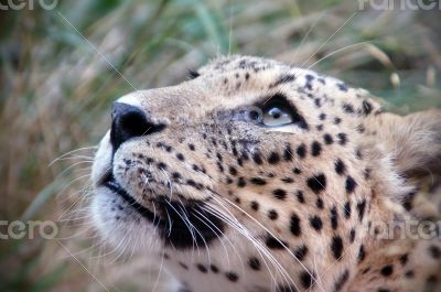 Cheetah's eyes 
