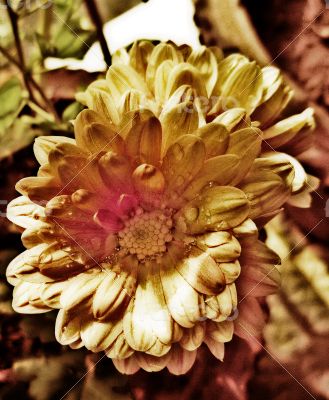 Yellow_Petals Flower Blossom 