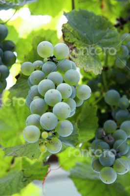 A White Grape Bunch ready for harvest