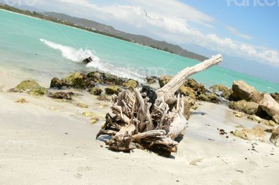 Beach log