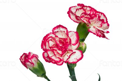 Carnation flowers on a white background.